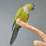 black-capped conure