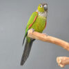 Black Capped Conure - Image 6