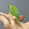 Black Capped Conure - Image 5
