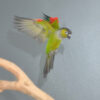Black Capped Conure - Image 4