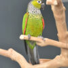 Black Capped Conure - Image 2