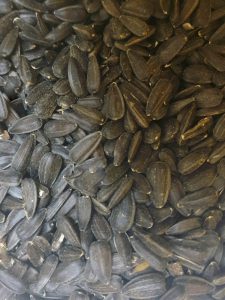 Sun Flower seeds Small