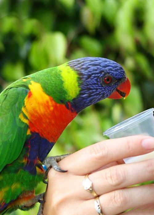 rainbow lorikeet / birds4u
