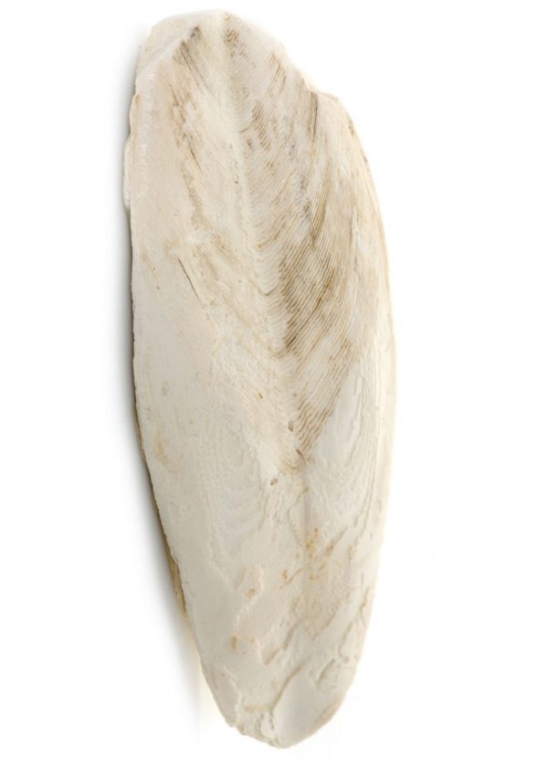 Cuttlefish bone - Birds4U