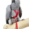 Parrot Harness