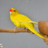 Yellow Kakarikis - Image 7