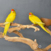Yellow Kakarikis - Image 6