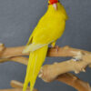 Yellow Kakarikis - Image 5