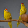 Yellow Kakarikis - Image 4