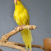 Yellow Kakarikis