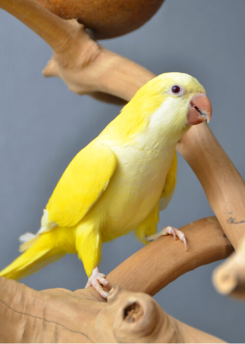 yellow quaker parrot/ Birds4U