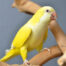 yellow quaker parrot/ Birds4U