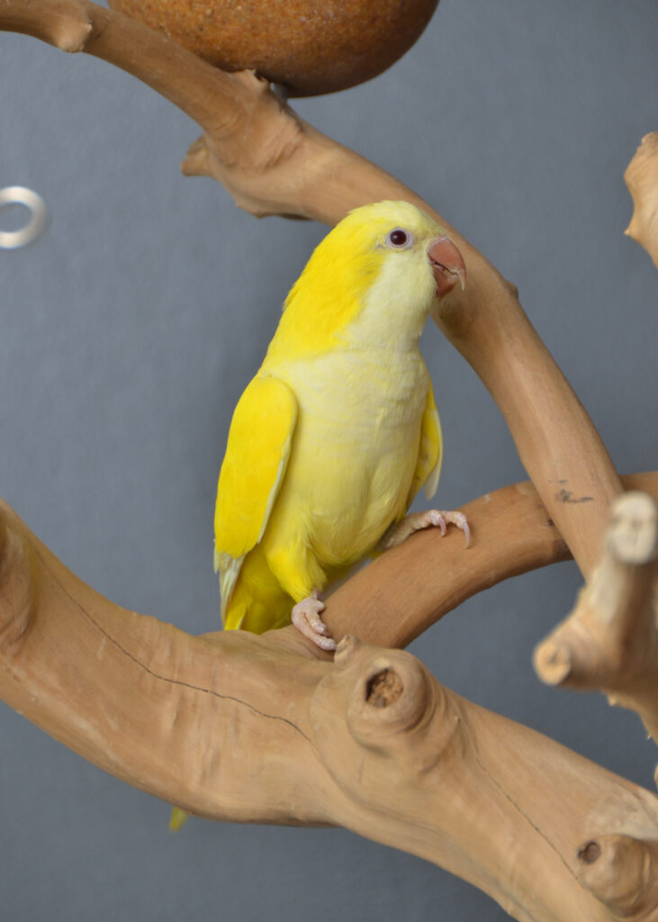 Yellow Quaker – Birds4U