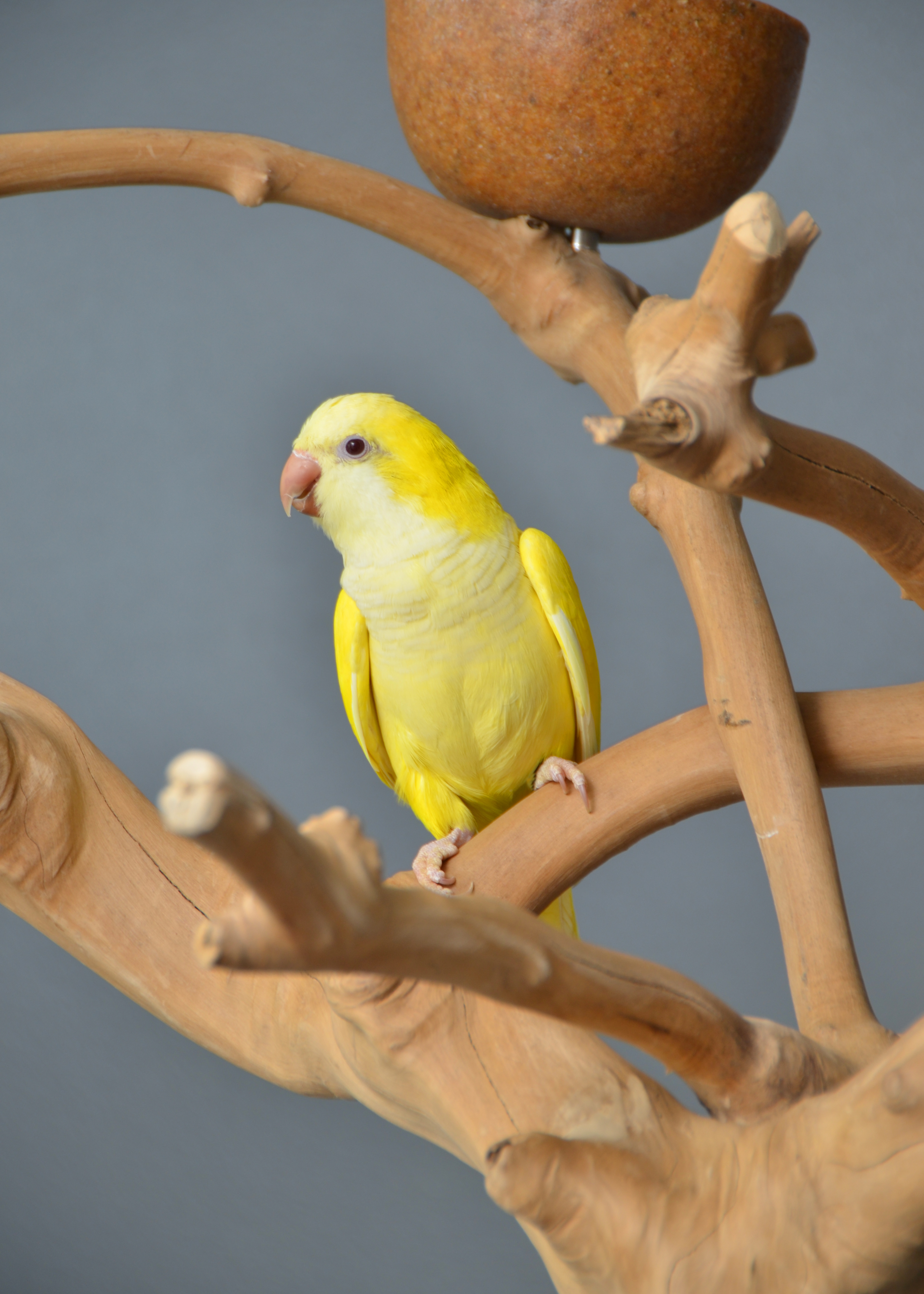 Yellow Quaker Parrot Birds4U