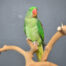 alexandrine parrot/ alexandrine talking parrot