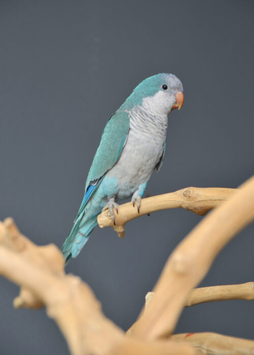 quaker parrot/ quaker parrots/ Birds4U