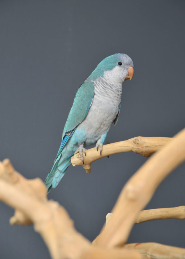 Baby Quaker Talking Parrots – Birds4U