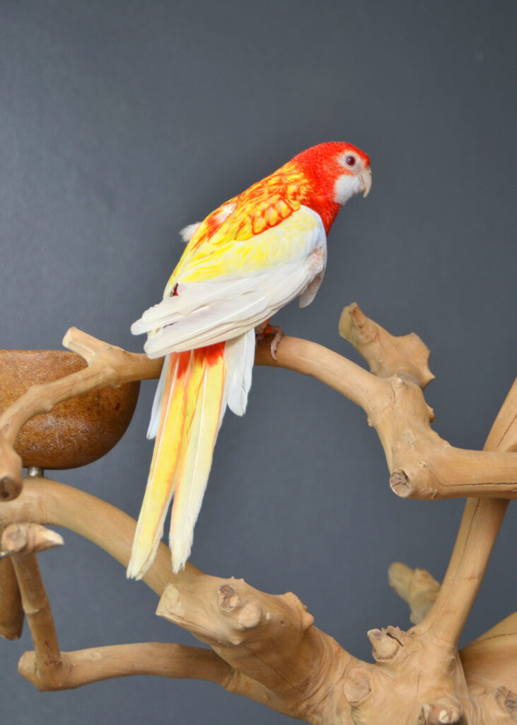 chatterbox parrots for sale chatterbox parrots for sale
