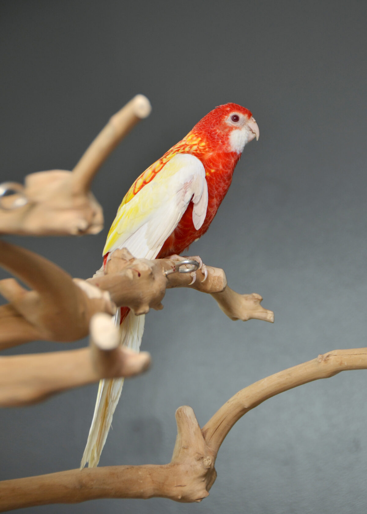 chatterbox parrots for sale