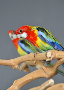 Golden Mantle Rosella