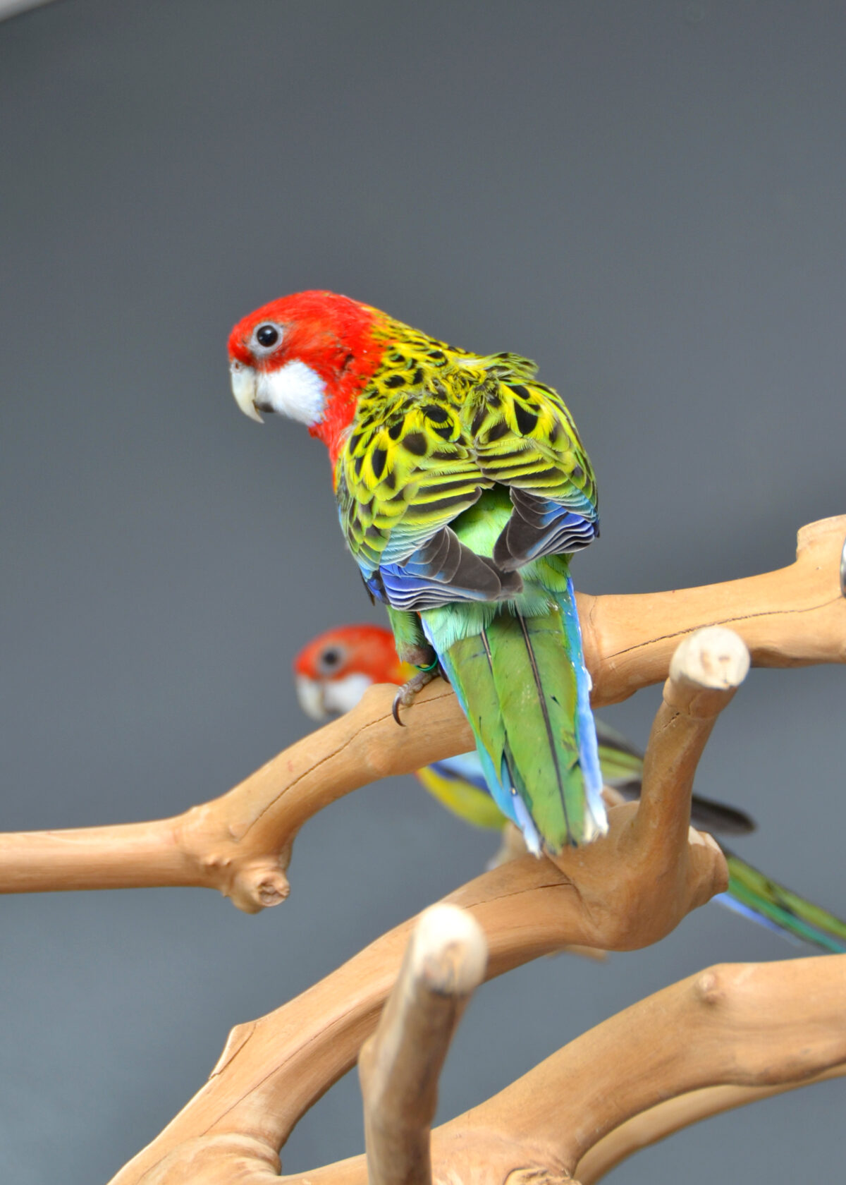 Golden Mantle Rosella - Birds4U