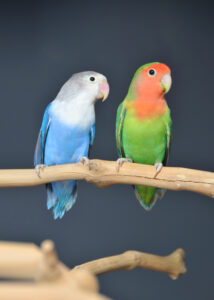 love birds, baby lovebirds, lovebirds, birds4u