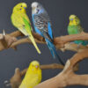 Baby Budgies Pair