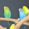 Baby Budgies Pair - Image 6