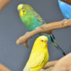 Baby Budgies Pair - Image 5