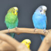 Baby Budgies Pair - Image 3