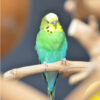 Baby Budgies Pair - Image 2