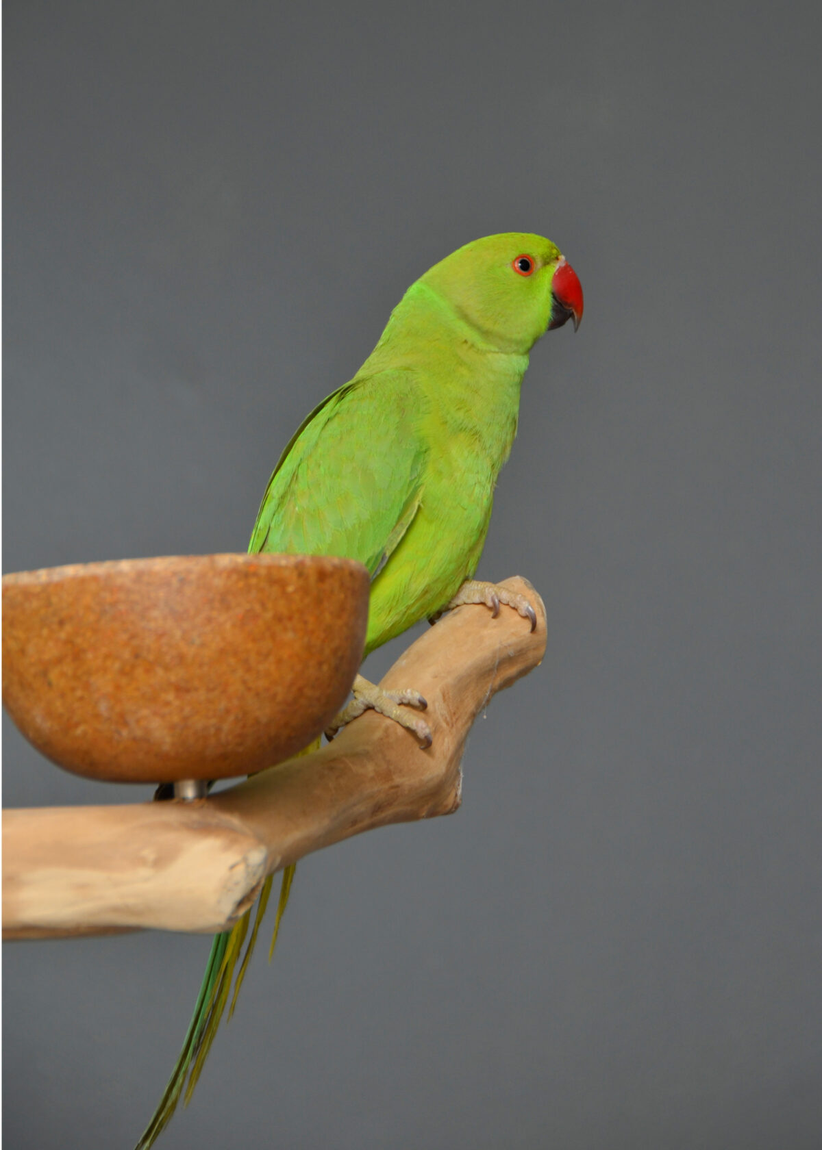 Baby RingNeck Talking Parrot – Birds4U