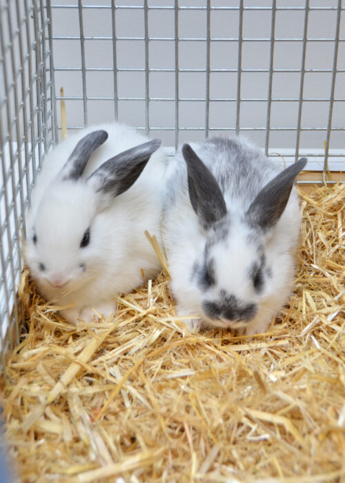 Baby rabbit/ rabbit/ pet rabbit