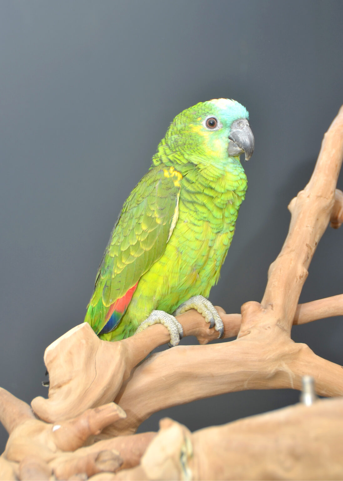 Blue Fronted Amazon Talking parrot