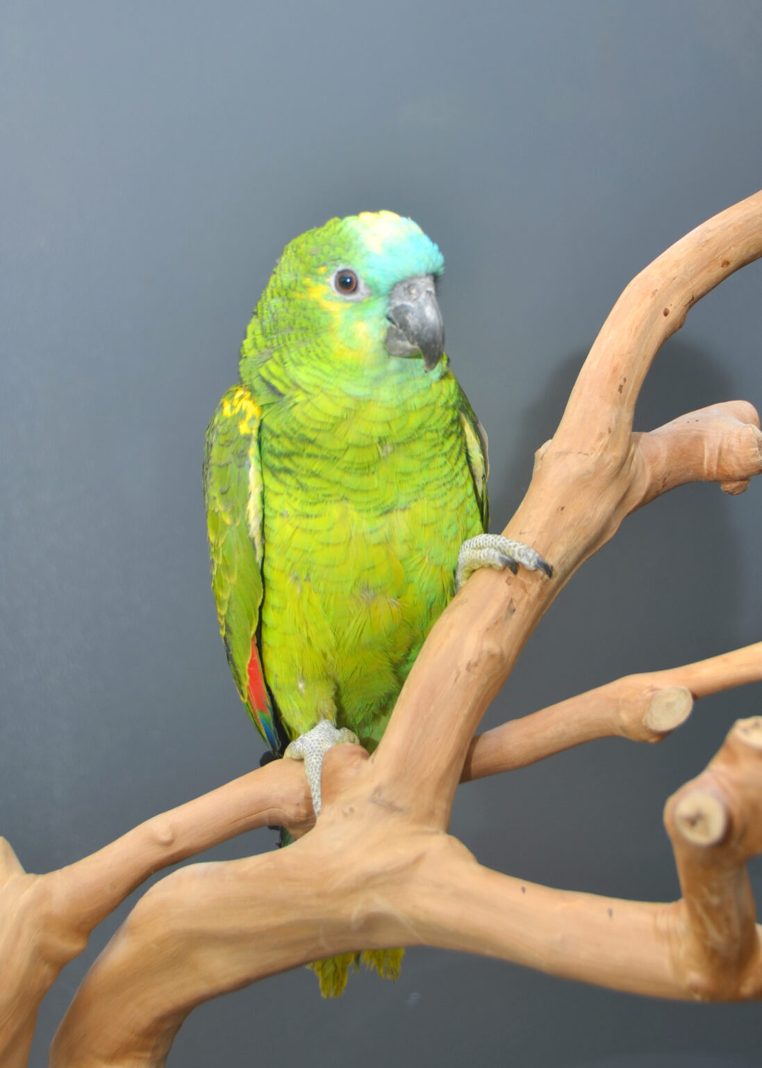 Golden Mantle Rosella - Birds4U