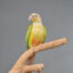 pineapple conure parrot/ Birds4U