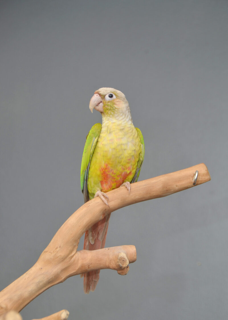 Pineapple Conure Parrot Birds4U