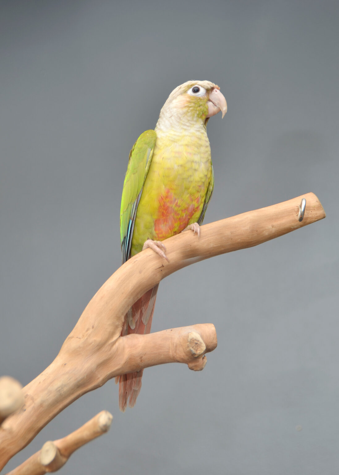 Pineapple Conure Parrot Birds4U