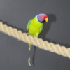 Plum Headed Parakeet