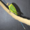 Plum Headed Parakeet - Image 7