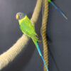 Plum Headed Parakeet - Image 2