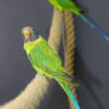 Plum Headed Parakeet - Image 4