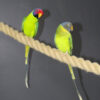 Plum Headed Parakeet - Image 3