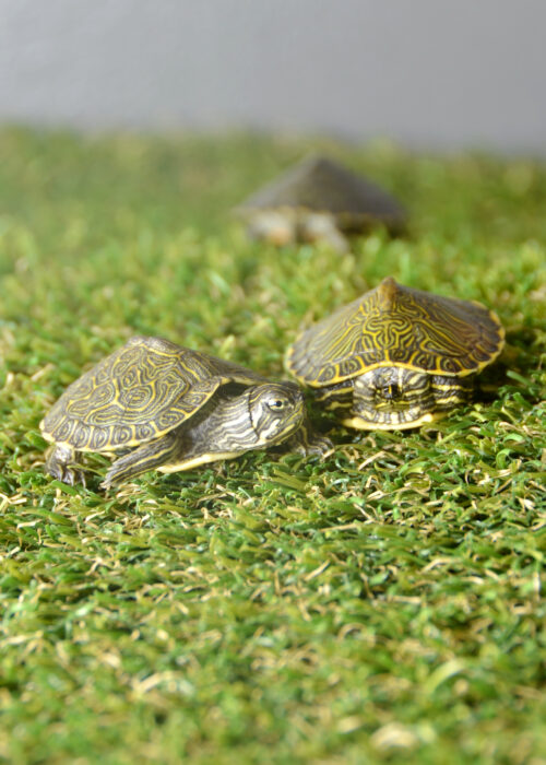 Mississippi map turtles
