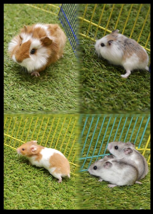 Rodents (Hamsters)