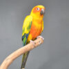 Sun Conures