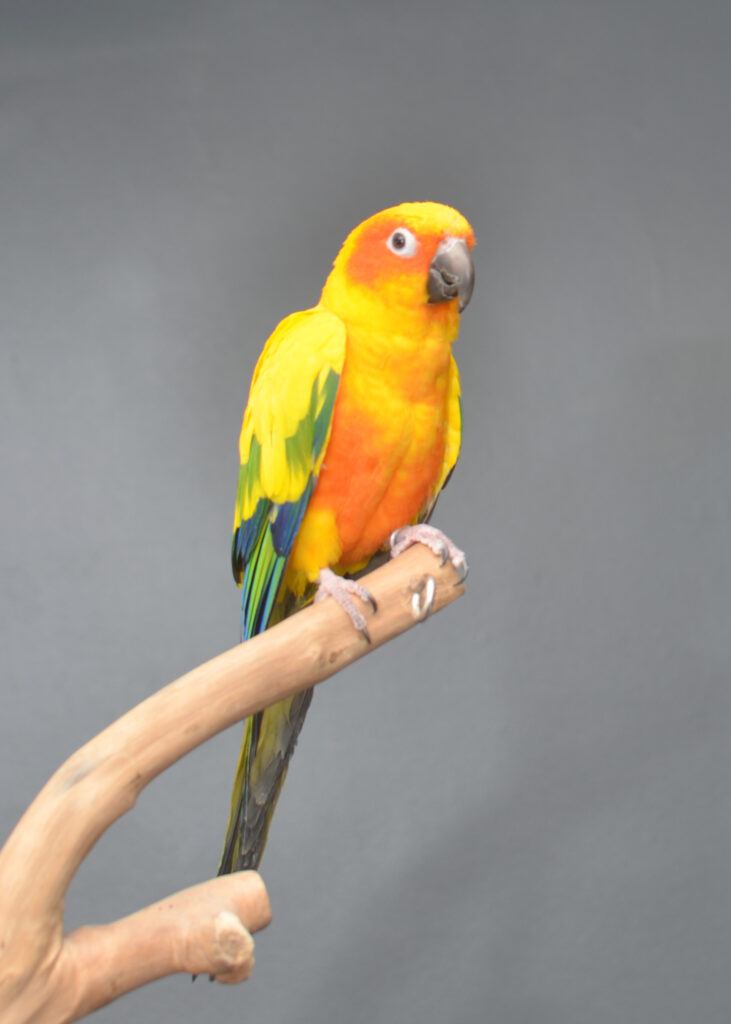 Blue Fronted Amazon Talking parrot