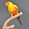 Sun Conures - Image 6