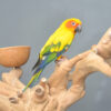 Sun Conures - Image 5
