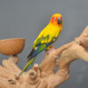 Sun Conures - Image 4